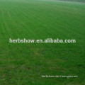 Good quality Bermuda grass seeds/ Cynodon dactylon seeds for planting